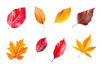 Obraz premium Colorful Autumn Leaves Showcase Vibrant Fall Colors and Seasonal Change.
