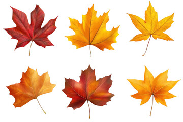 Fototapeta premium Autumn Leaves Showcase Vibrant Colors on Black Background with Fall Foliage Theme