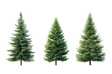 Pine Trees Stand Tall Against Black Backdrop, Evergreen Forest