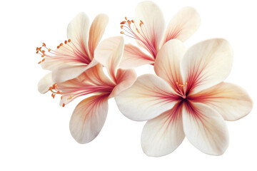 Naklejka premium Delicate White Flowers Bloom Elegantly, showcasing natural Beauty and Floral Delicacy.