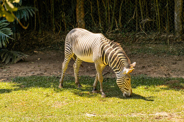 A zebra in the Sao paulo Zoo in Brazil