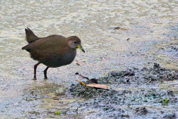 Brown Crake, (Zapornia akool), Jim Corbett National Park, Uttarakhand, India.