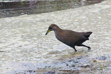 Brown Crake, (Zapornia akool), Jim Corbett National Park, Uttarakhand, India.
