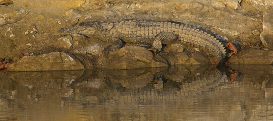 Mugger Crocodile (Crocodylus palustris), basking on rocks, Jim Corbett National Park, Uttarakhand, India.