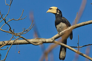 Oriental Pied Hornbill (Anthracoceros albirostris) perched in a tree, Corbett, Uttarakhand, India.