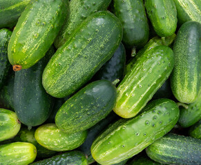 Cucumber pile, top view