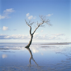 Solitary dead tree reflected in calm, shallow coastal waters under a pale sky