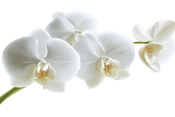 White Orchids Bloom Elegantly on a Stem with Delicate Petals, Purity and Grace.