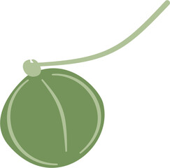 Cardiospermum halicacabum, balloon vine plant