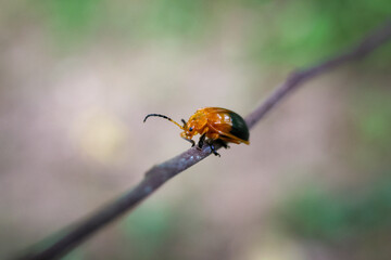 selective focus Leaf beetle, orange with black wings, on branch in a forest in Thailand, a close-up of a cute little beetle