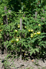 Tomato plants, green tomato on a branch. Organic farming, growing  tomato plants in the open ground. Unripe tomatoes are hanging on the bush.