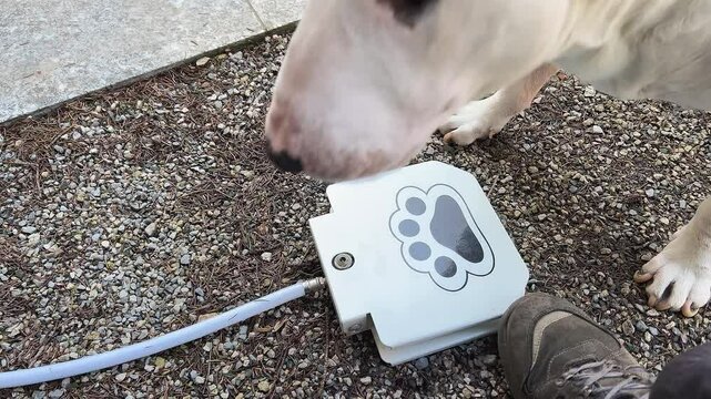 Pressure water fountain for dogs. Close up and slow motion of a white English Bull Terrier dog barking because he wants to drink and then drinks