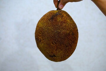 Marang trzymany w palcach. Egzotyczny owoc widoczny z bliska.