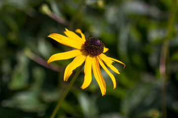 Rudbeckia fulgida or Goldsturm in full bloom in the garden.