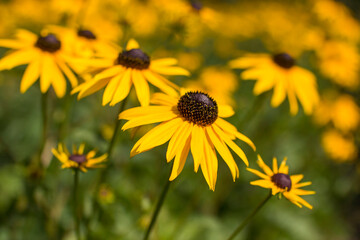 Rudbeckia fulgida or Goldsturm in full bloom in the garden.