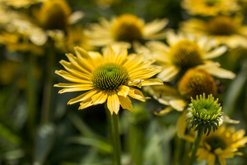 Rudbeckia flowers in full bloom in the garden.
