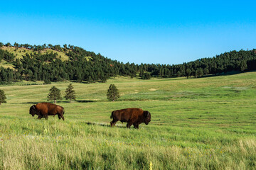 Bisons Roaming Freely in a Lush Prairie Under a Clear Blue Sky