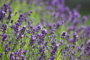 lavender flowers in the garden