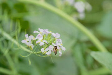 Honeybee on raphanus caudatus (rat-tail radish)