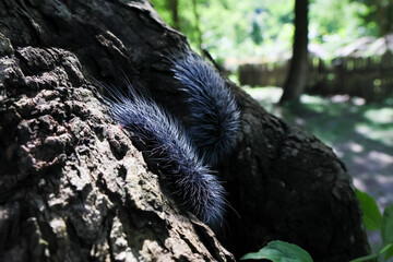 Selective focus Macrobrochis gigas caterpillars, two black with soft white fluff on trees at the beginning of the rainy season. These cute caterpillars are non-poisonous and i