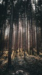 Coniferous forest at sunrise
