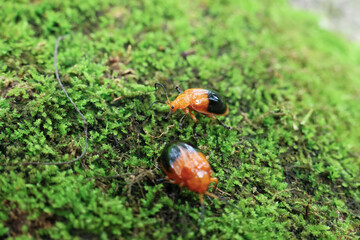 Orange ladybug on green moss covering rocks in the forest in the rainy season. Green nature background.