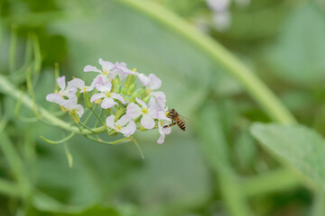 Honeybee on raphanus caudatus (rat-tail radish)