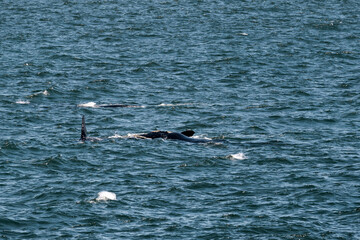 Fototapeta premium Two whales swimming in Atlantic ocean, South Africa