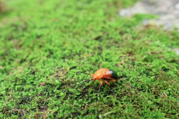 Orange ladybug on green moss covering rocks in the forest in the rainy season. Green nature background.