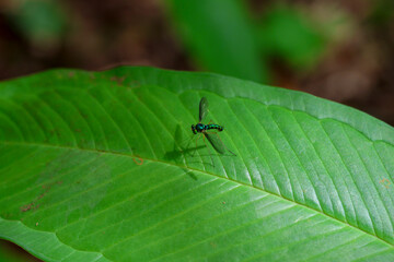 Close-up long-legged flies (Dolichopodidae) beautiful emerald green on green leaves in the forest...