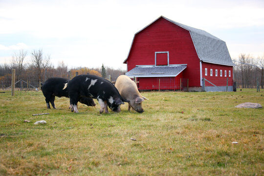 Free range berkshire and duroc pigs grazing in a pasture near a hip roof barn