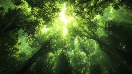 Obraz premium Sunlit Green Forest Canopy