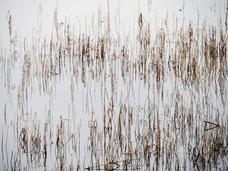 Abstract background submerged vegetation in a pond