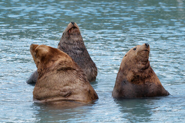 Three Stellar Sea Lions (Eumetopias jubatus), also known as Northern sea lion, swimming in the...