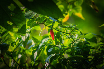 red peper in the green garden