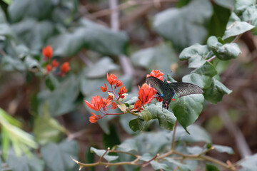 Paris peacock butterfly on the Bougainvillea