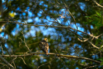 Juvenile Red-Tailed Hawk (Buteo jamaicensis) Perches in Tree And Looks to Right
