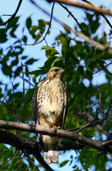 Juvenile Red-Tailed Hawk (Buteo jamaicensis) Above in Tree Talon Held Up Looks Right
