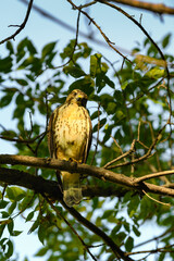 Juvenile Red-Tailed Hawk (Buteo jamaicensis) Looks Down Curiously From Tree Branch Perch