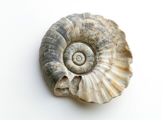 Fossil Ammonite Shell Close-up with Intricate Spiral Pattern and Texture