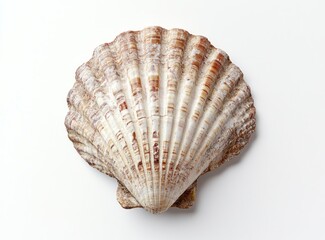 Obraz premium Isolated Scallop Shell Close-up on White Backdrop Displaying Natural Texture