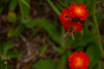 Close-up of a bee collecting nectar from bright red Fox and Cubs wildflowers set against a green background, showcasing the beauty of nature and the importance of bees in pollination and ecosystems.