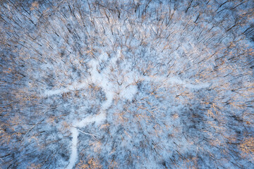 Trails Through Winter Woods From Above