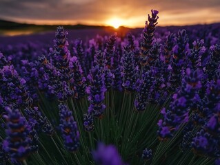 Fototapeta premium Aromatic purple flowers fill the foreground at golden hour in a field
