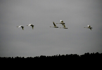 Six swans on approach