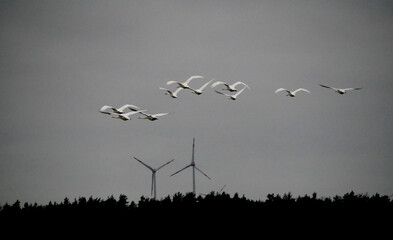 Tailwind for a flock of swans