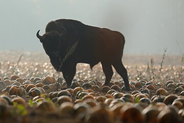 Żubr (Bos bonasus), wisent © Bartosz Rakoczy