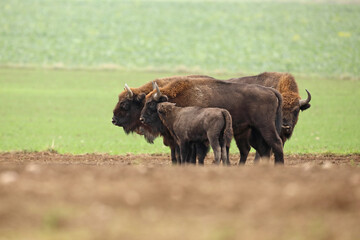 Żubr (Bos bonasus), wisent © Bartosz Rakoczy