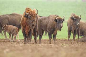 Żubr (Bos bonasus), wisent © Bartosz Rakoczy