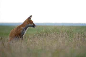 Small fox lying in wait in the deep grass